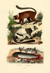 Lémurs catta, 1833-39